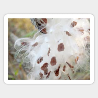 Milkweed Seeds Sticker